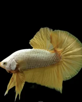 Yellow FCCP Plakad Betta (1 pair)